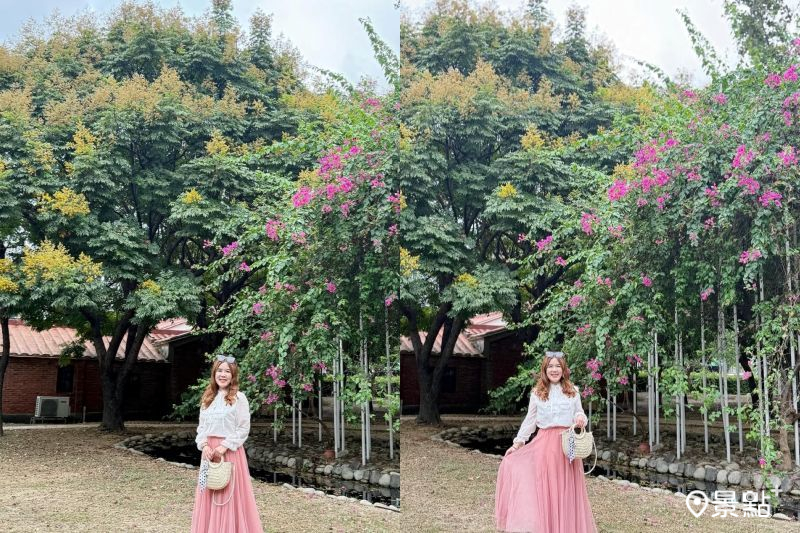 竹北欒樹同框九重葛雙色花海美景，吸引人前往拍照打卡。（圖／ariel_apple419）