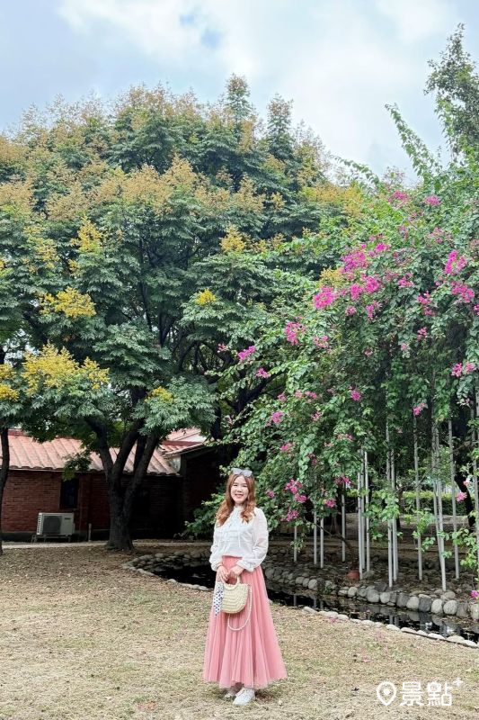 於2025年9月29日拍攝的竹北欒樹同框九重葛雙色花海。（圖／ariel_apple419，以下同）