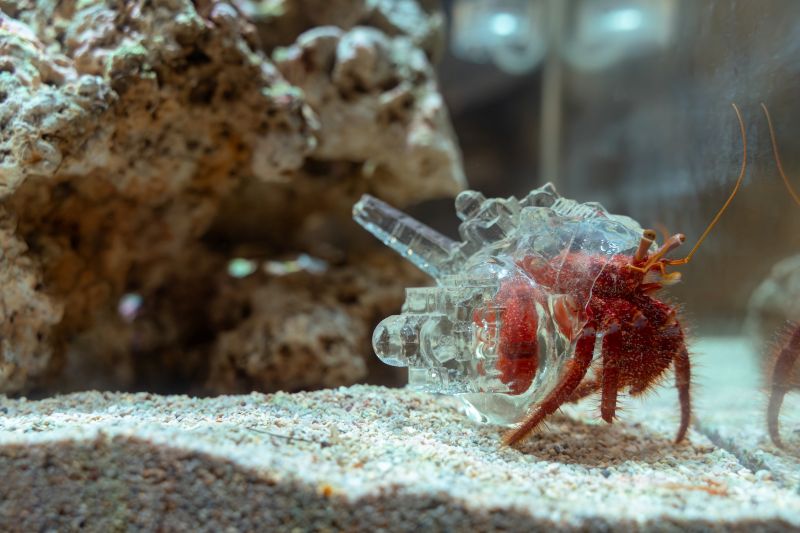 AKI INOMATA《為何不給寄居蟹一個避風港呢？》。