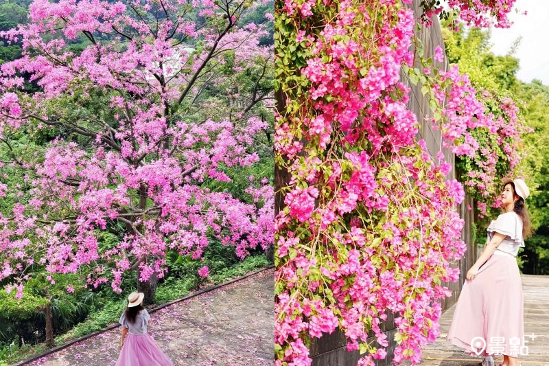 粉紅美人樹Ｘ九重葛花海牆！夢幻花景免費拍3大順遊景點推薦