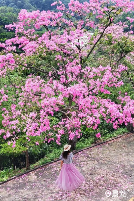 於2025年9月29日拍攝的基礎忠恕道院美人樹花景。（圖／a_tsai324，以下同）