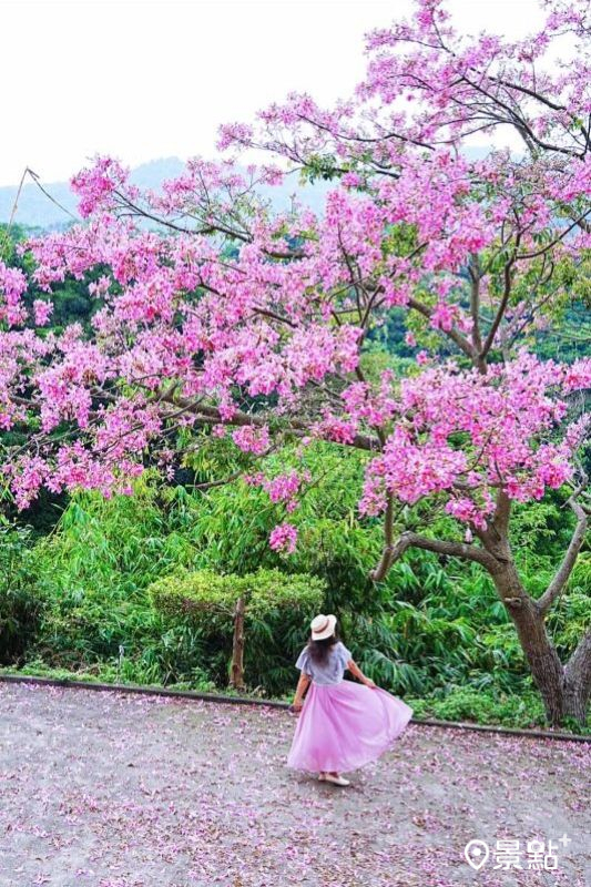 （圖／a_tsai324，以下同）