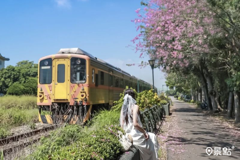 美人樹花海Ｘ火車同框新景點！3大美拍角度列車情報必看