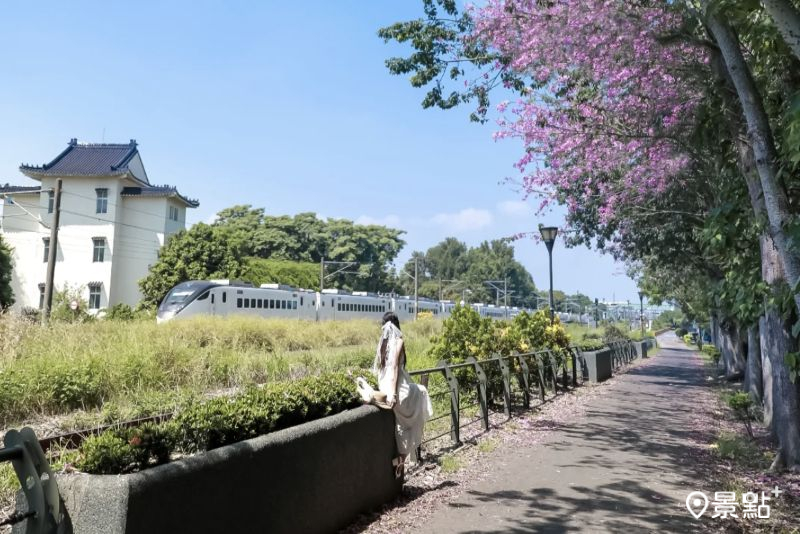 於2025年9月28日拍攝的二水自行車道美人樹花海。（圖／aday0530，以下同）