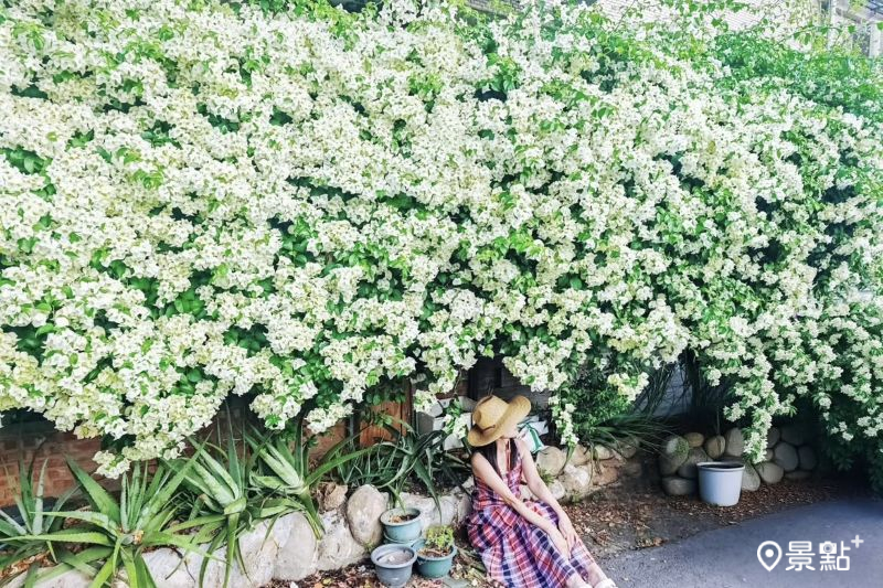 雪白九重葛花海瀑布提早拍！巷弄隱藏花景5大順遊景點推薦