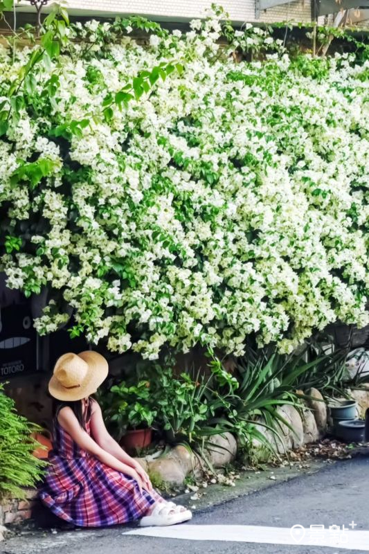 於2025年9月28日拍攝的東海國際藝術街九重葛花瀑。（圖／ada_00170，以下同）