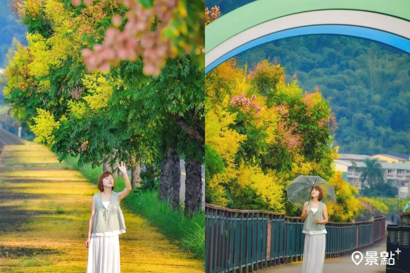 「乾溪自行車道」漸層欒樹花海景色絕美，吸引網友前往取景。（圖／an700328）