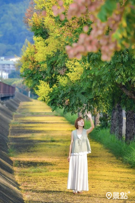 於2025年10月6日拍攝的乾溪自行車道欒樹花海。（圖／an700328，以下同）