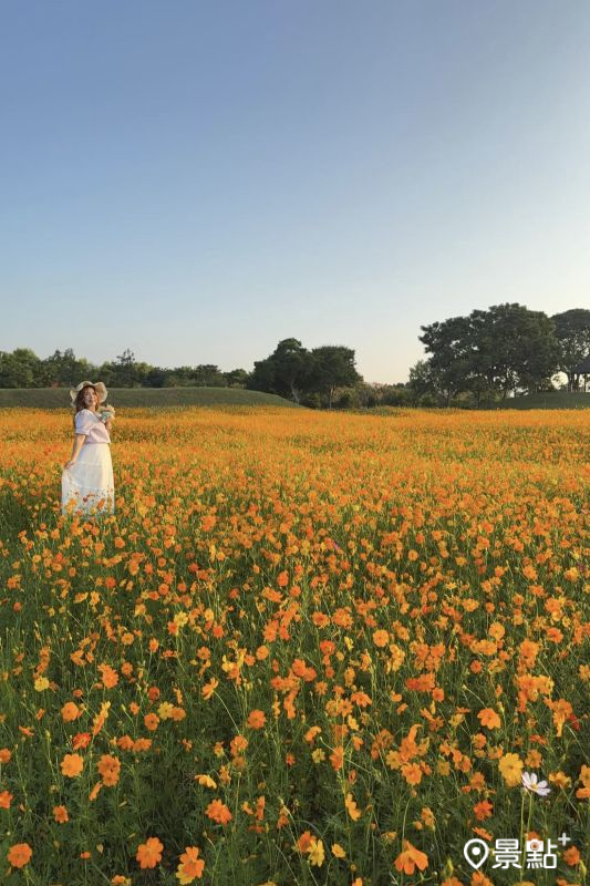 於2025年10月4日清晨拍攝的后里環保公園波斯菊花海。（圖／ariel_apple419）