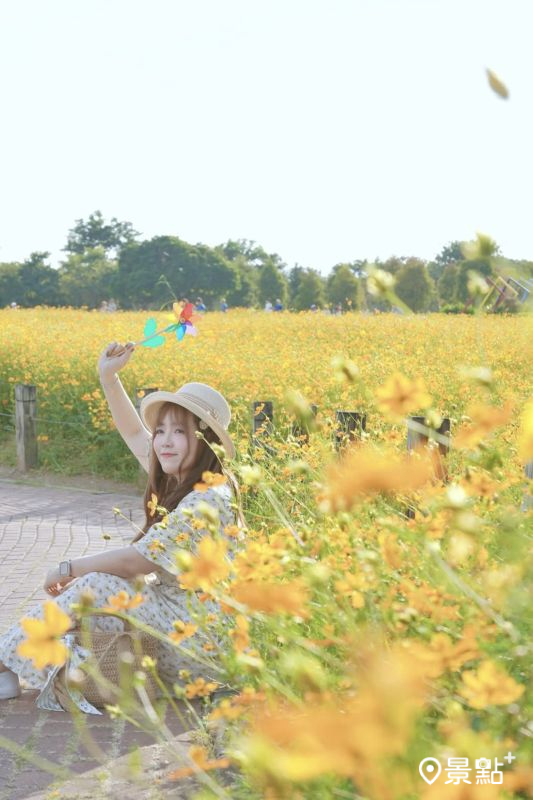 於2025年10月6日拍攝的后里環保公園波斯菊花海。（圖／luvyuuna）