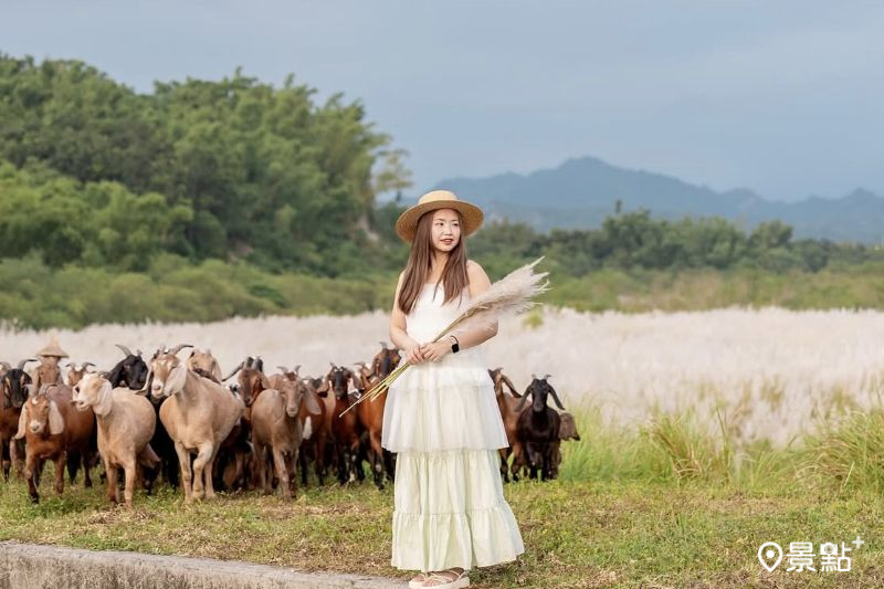 甜根子草花海Ｘ羊咩咩限定同框！美拍情報3大順遊景點推薦