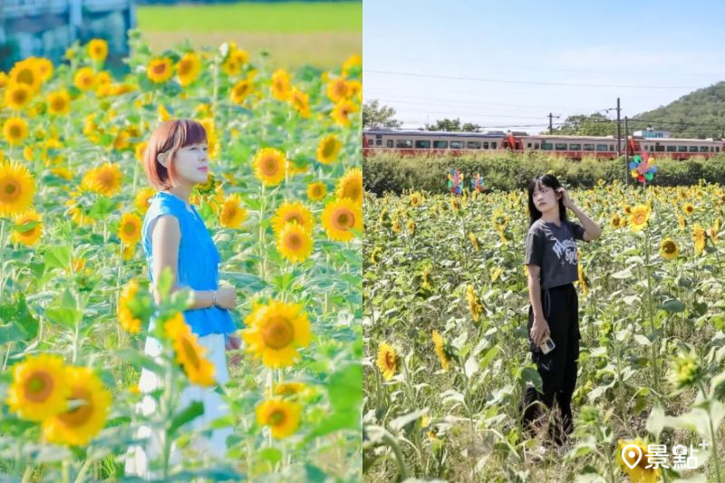 金黃向日葵花海Ｘ火車同框！3大美拍亮點5大順遊地推薦