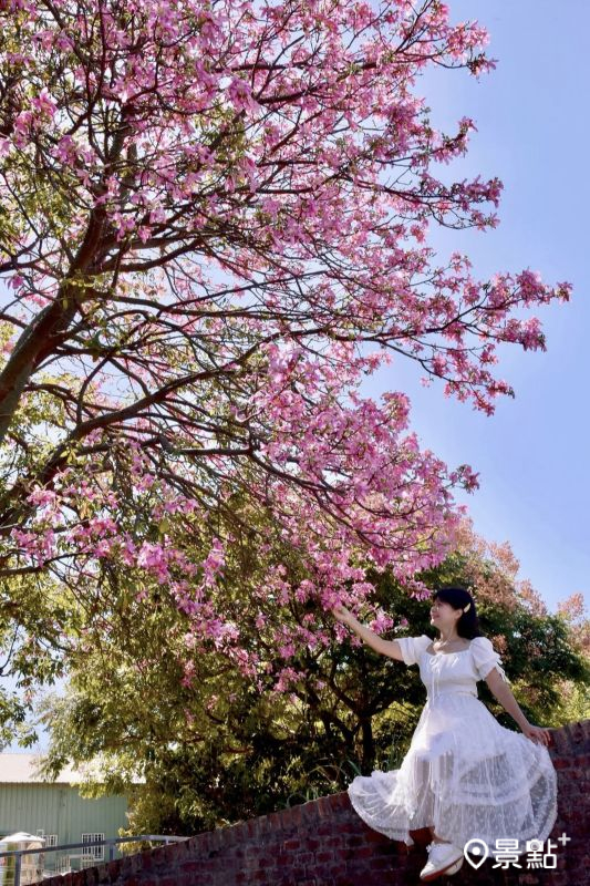 （圖／laiyuping9520）