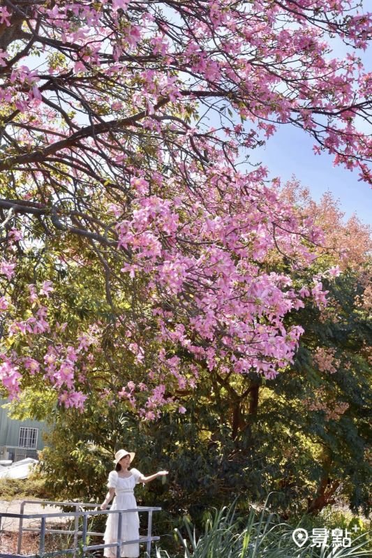 （圖／laiyuping9520）