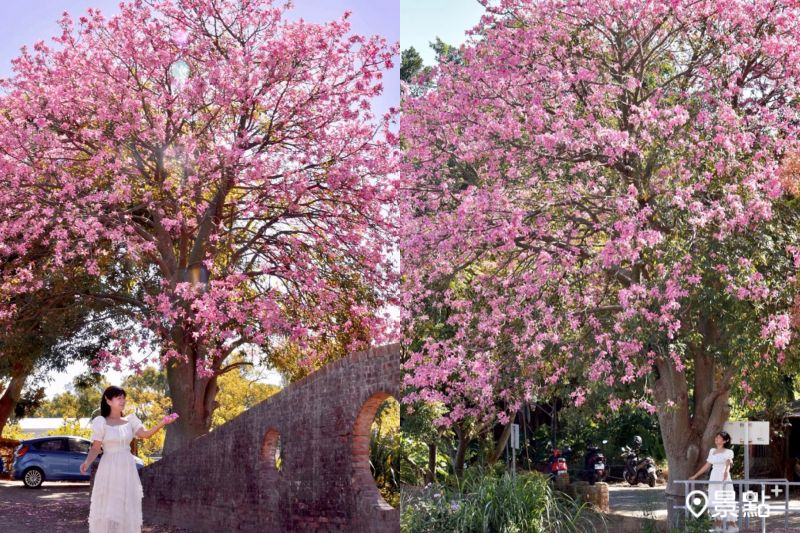 八德美人樹花海同框紅磚古橋美景，吸引人前往拍照打卡。（圖／laiyuping9520）