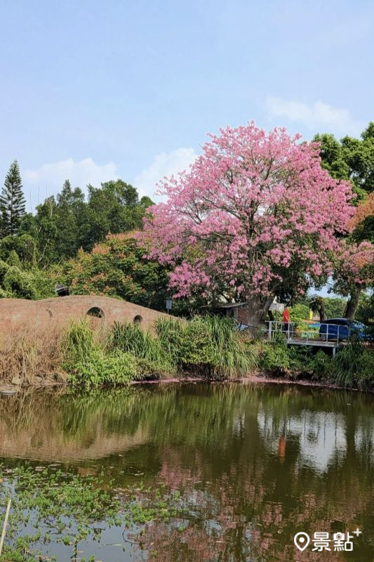 於2025年10月11日拍攝的八德美人樹花景。（圖／siouteng0822）