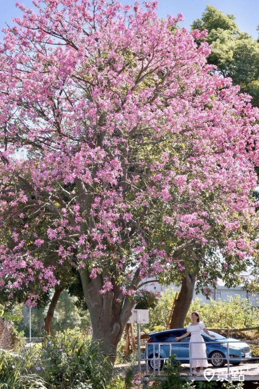 （圖／laiyuping9520）