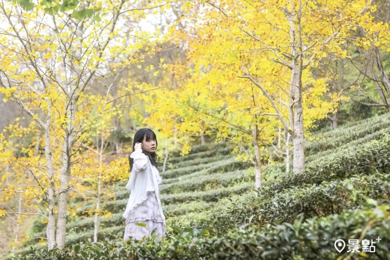 銀杏樹海茶園雙色大景來了！森林系景點5大美拍角度必收