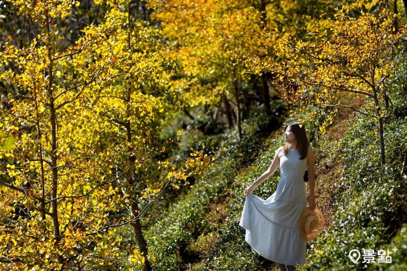 於2025年10月12日拍攝的山上人家森林農場銀杏美景。（圖／meow_hm_a1522c2418）