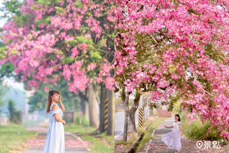 香田國小100米美人樹花海步道，吸引人前往取景。（圖／shih_hsuan6260、laiyuping9520）
