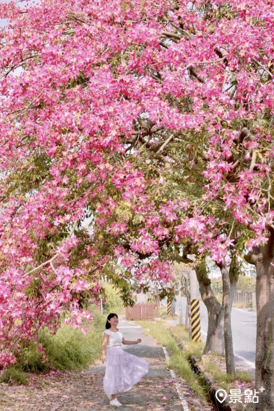 於2025年10月12日拍攝的香田國小美人樹花海。（圖／laiyuping9520，以下同）