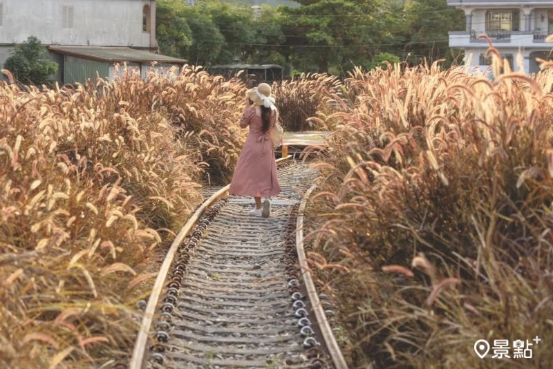 潤泰水泥鐵道狼尾草景色絕美，吸引人前往拍照打卡。（圖／yijiun_lee）