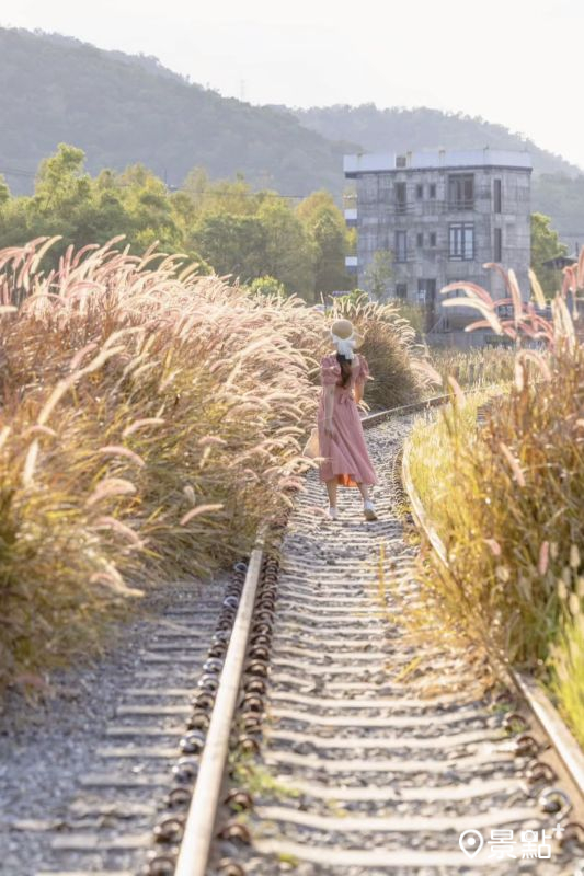 於2025年10月13日拍攝的潤泰水泥鐵道狼尾草美景。（圖／yijiun_lee，以下同）