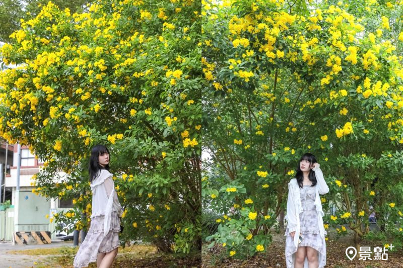 柿子公園擁有近距離黃鐘花海美景，吸引花迷前往拍照打卡。（圖／aday0530）