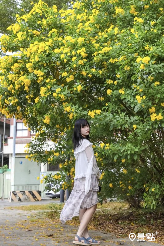 於2025年10月19日拍攝的柿子公園黃鐘花景。（圖／aday0530，以下同）