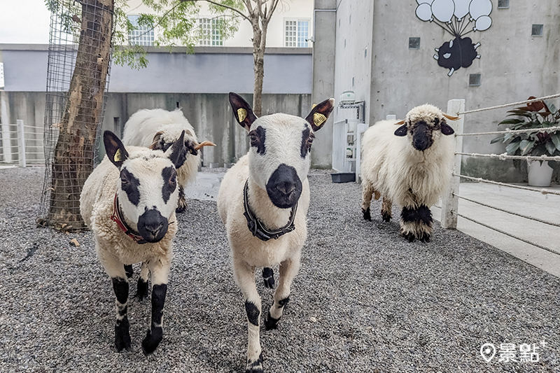 免費入園宜蘭必訪打卡點「黑RURU CAFE」觀賞瓦萊黑鼻羊與熊貓羊。