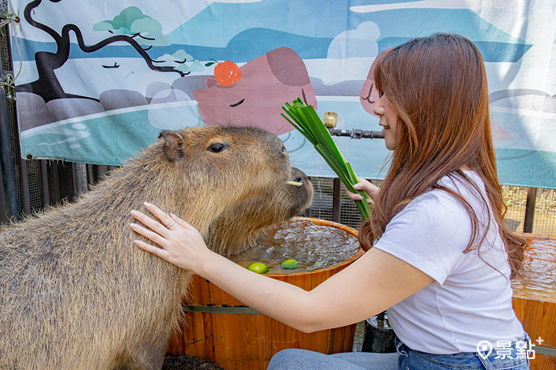 近距離與羊駝、水豚、梅花鹿、等人氣萌寵互動，還能邂逅柯爾鴨、狐獴及萌兔，留下滿滿療癒回憶。