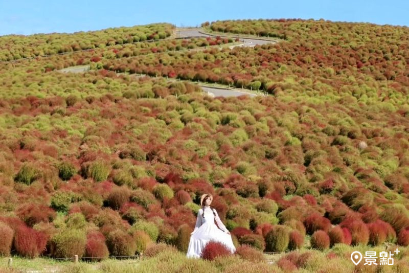4萬棵波波草山丘大景太夢幻！秋季限定10大美拍範本