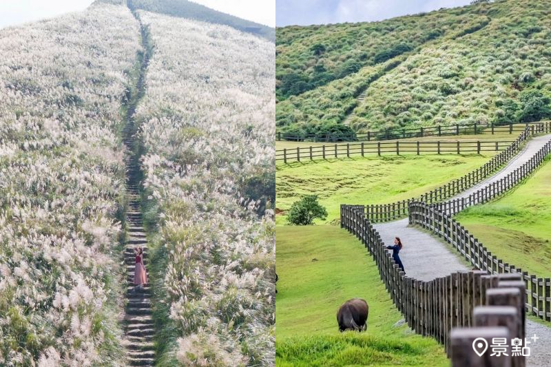 銀白芒草花海大景來了！草原步道美拍必訪陽明山一日遊