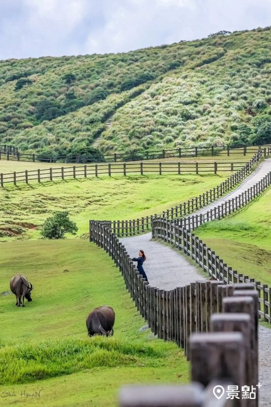 擎天崗。（圖／shih_hsuan6260，以下同）