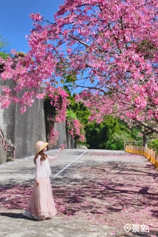 於2025年10月15日拍攝的「基礎忠恕道院」粉紅美人樹、九重葛雙花景。（圖／nikopapa9，以下同）