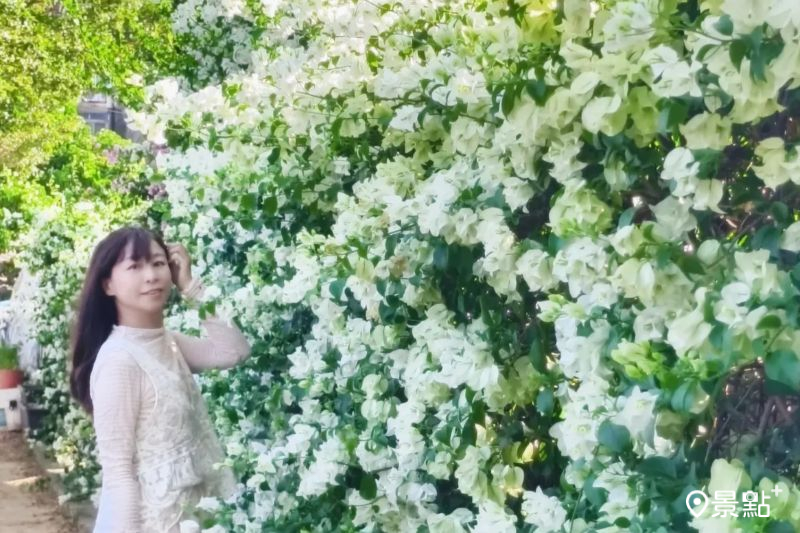 「虎頭山假日花市」附近滿版雪白九重葛花海，吸引人前往拍照打卡。（圖／nikopapa9）