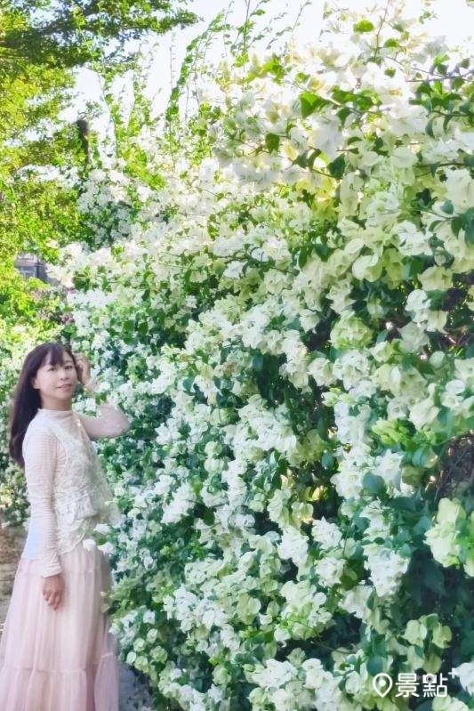 於2025年10月15日拍攝的「虎頭山假日花市」附近鐵馬道旁九重葛花景。（圖／nikopapa9，以下同）