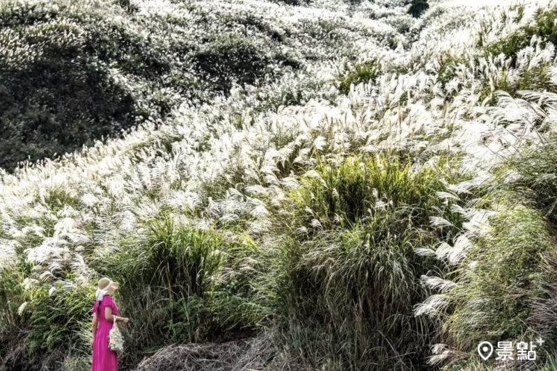 「中湖戰備道」滿版芒草花海山坡，吸引人前往取景。（圖／yijiun_lee）