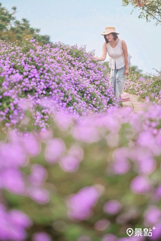 於2025年10月19日拍攝的后里環保公園馬纓丹美景。（圖／karenfaith_chiang，以下同）