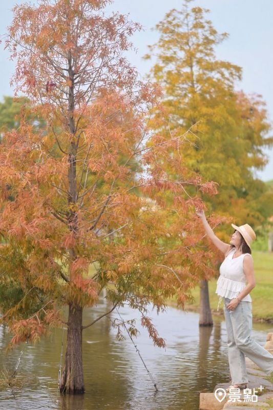 於2025年10月19日拍攝的后里環保公園落羽松美景。