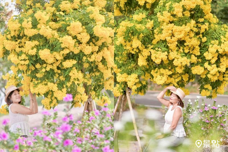 「后里環保公園」黃鐘花海十分夢幻，吸引花迷前往拍照打卡。（圖／karenfaith_chiang）