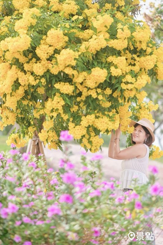 於2025年10月19日拍攝的后里環保公園黃鐘花美景。（圖／karenfaith_chiang，以下同）