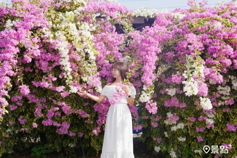滿版粉白雙色九重葛花海瀑布美炸！免費賞花秘境最佳取景時段美拍範本