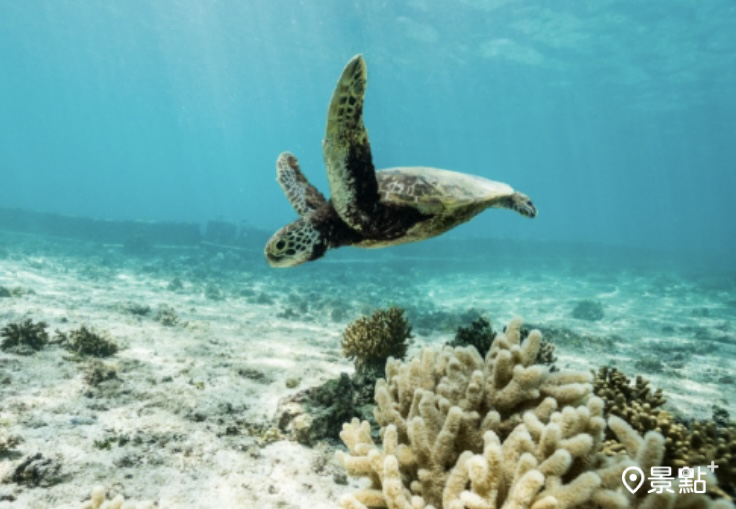 宮古島冬季海水清澈度高，能見度極佳，更有機會與海龜共游。