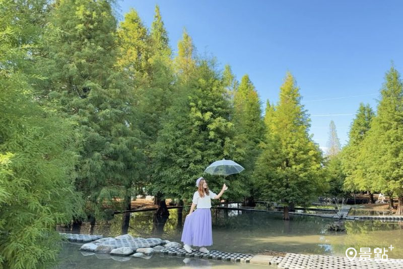 「后里泰安‧羽粼落羽松」擁有800棵落羽松樹海，吸引網友前往取景。（圖／ariel_apple419）