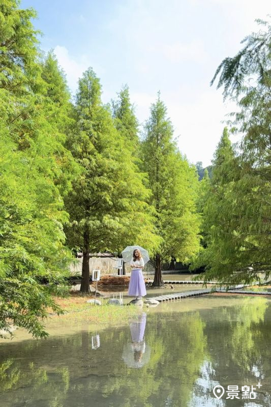 於2025年11月1日拍攝的「后里泰安‧羽粼落羽松」美景。（圖／ariel_apple419，以下同）