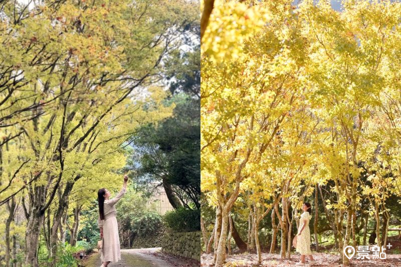 楓林社區黃金楓樹海隧道絕美，吸引人前往取景。（圖／evonne.eat、laiyuping9520）