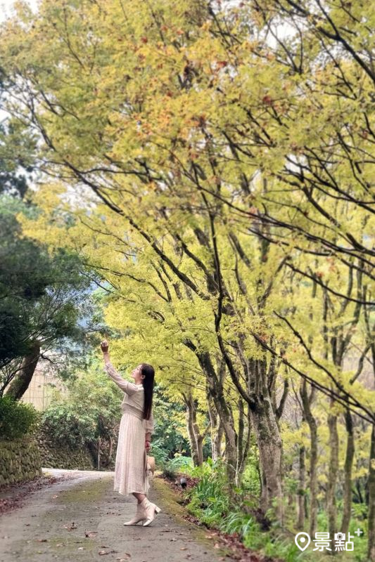 於2025年11月2日拍攝的楓林社區黃金楓美景。（圖／evonne.eat，以下同）