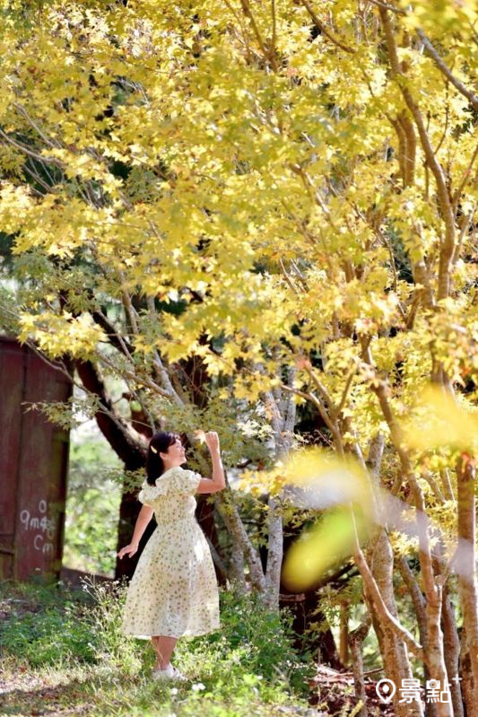 （圖／laiyuping9520）