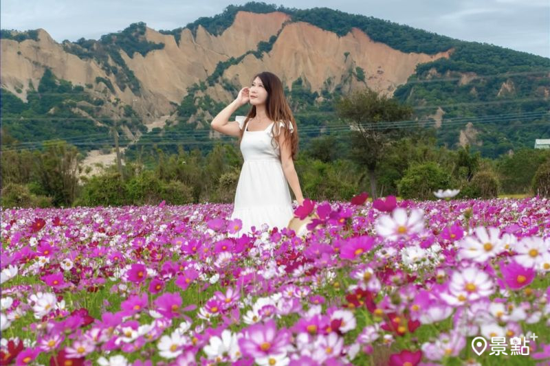 粉色系波斯菊花海同框「台版大峽谷」，吸引花迷前往拍照打卡。（圖／molly888666）